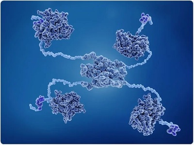 La proteína p53 regula la producción de glucosa y protege del cáncer